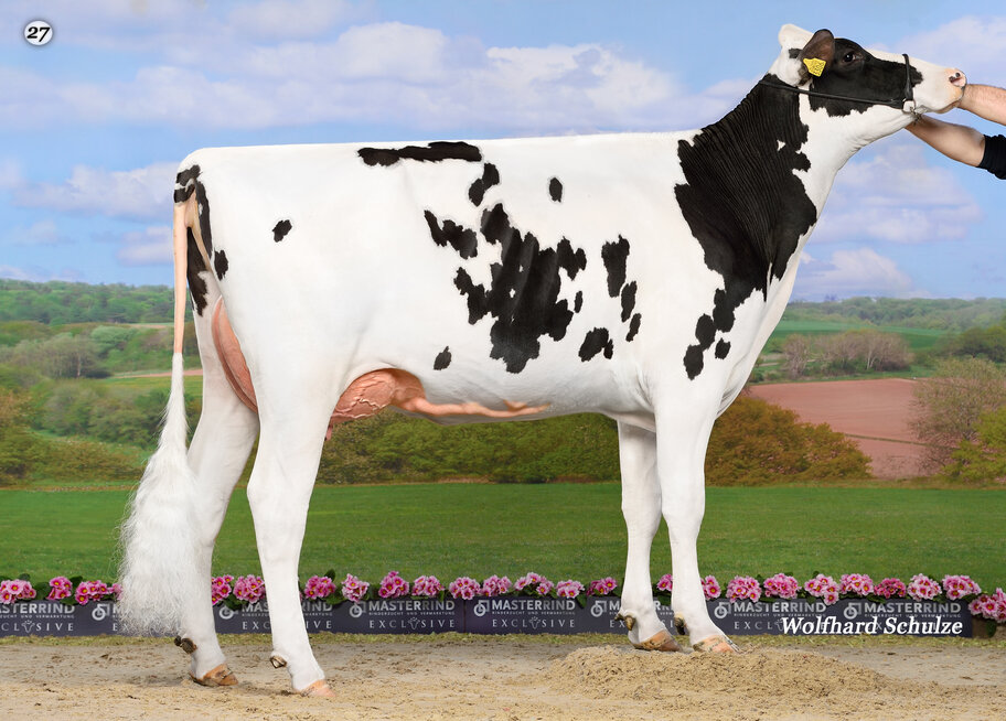 Stunning King Doc grand dtr. from HC Archrival Arianne VG 89 NL